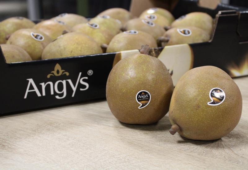 Jacky Tessier Poire Val De Loire Angys 1