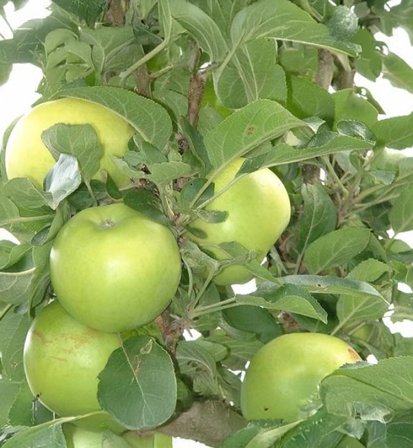 Jacky Tessier Poire Val De Loire GRANNY 2